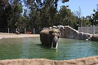 Cable Fence for the Elephants at San Diego Zoo