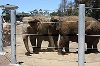Cable Fence at The Elephant Odyssey San Diego Zoo