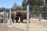 Cable Fence for the Elephants at San Diego Zoo