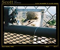 MAD OSTRICH TRYING TO PICK THE LOCK ON GATE