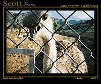 OSTRICH WANTS IN!