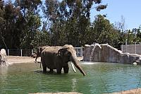 San Diego Zoo Elephant Odyssey