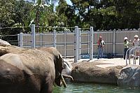 Elephant's Enjoying New Pond!